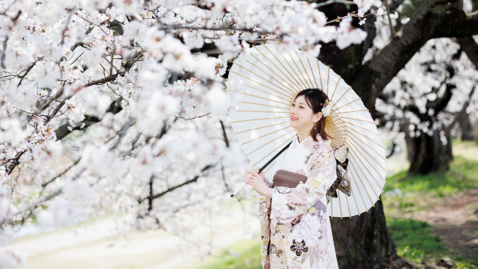 成人式前撮り 春 桜 京都 振袖 上京区 スタジオクレアーレ